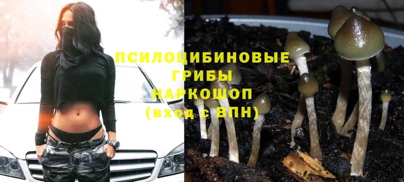 купить  сайты  Усинск  Галлюциногенные грибы Psilocybe 